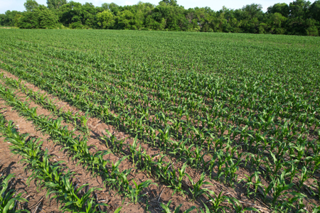 Dallas County Iowa Farmland Auction - image 7