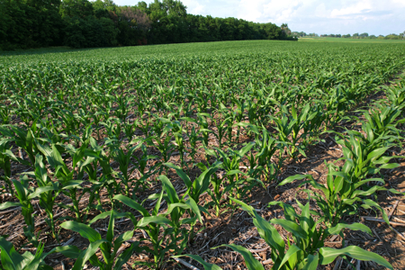 Dallas County Iowa Farmland Auction - image 12