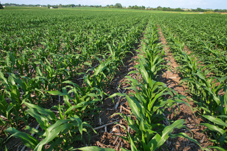 Dallas County Iowa Farmland Auction - image 18
