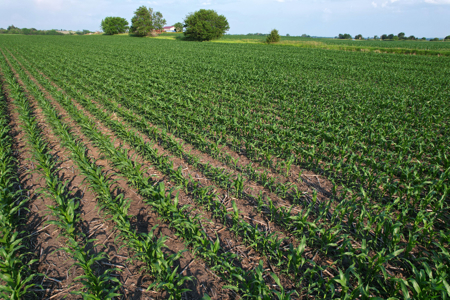 Dallas County Iowa Farmland Auction - image 27