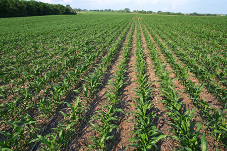 Dallas County Iowa Farmland Auction - image 20