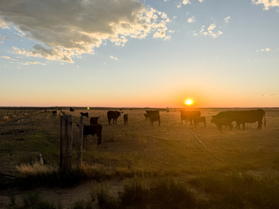 Norman Mavencamp Ranch– 2,600+ Acres Well-Managed Pasture - image 5