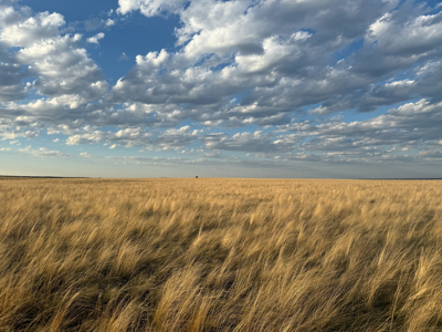 Norman Mavencamp Ranch– 2,600+ Acres Well-Managed Pasture - image 7