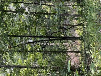 Recreational Property near Wappapello Lake - image 3