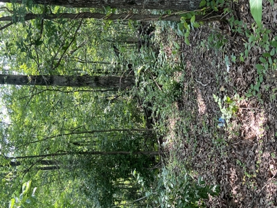 Recreational Property near Wappapello Lake - image 12
