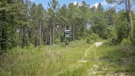 345 Acres with Camp, Creek bordering National Forest in SWMS - image 7