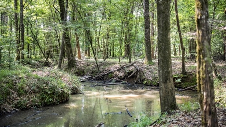 345 Acres with Camp, Creek bordering National Forest in SWMS - image 39