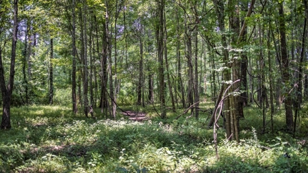 345 Acres with Camp, Creek bordering National Forest in SWMS - image 12