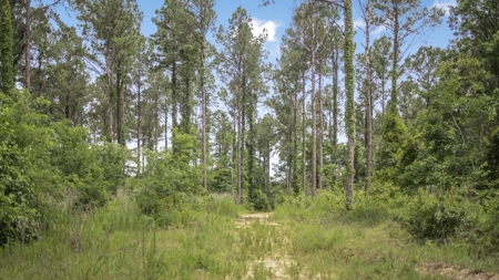 345 Acres with Camp, Creek bordering National Forest in SWMS - image 9