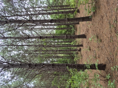 Recreational/Whitetail and hunting property with income producing - image 13