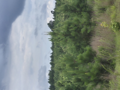 Recreational/Whitetail and hunting property with income producing - image 2
