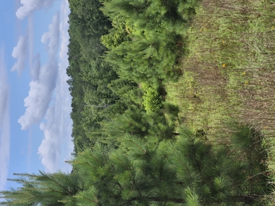 Recreational/Whitetail and hunting property with income producing - image 24
