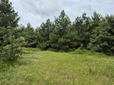Recreational/Whitetail and hunting property with income producing - image 16
