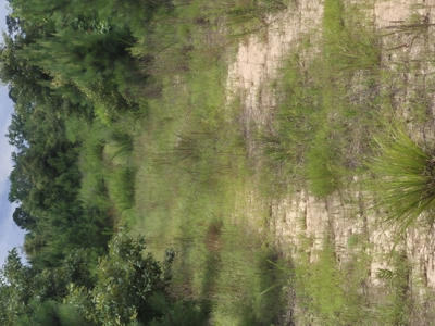 Recreational/Whitetail and hunting property with income producing - image 3