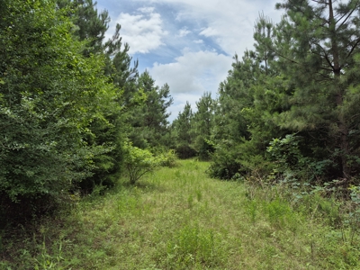Recreational/Whitetail and hunting property with income producing - image 18