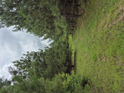 Recreational/Whitetail and hunting property with income producing - image 9