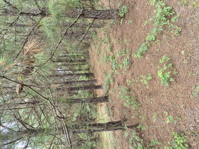 Recreational/Whitetail and hunting property with income producing - image 15