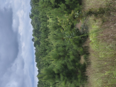 Recreational/Whitetail and hunting property with income producing - image 1