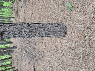 Recreational/Whitetail and hunting property with income producing - image 12