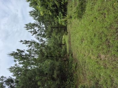 Recreational/Whitetail and hunting property with income producing - image 14
