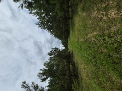 Recreational/Whitetail and hunting property with income producing - image 20
