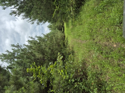 Recreational/Whitetail and hunting property with income producing - image 8