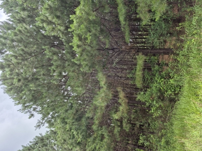 Recreational/Whitetail and hunting property with income producing - image 10