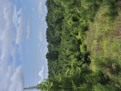 Recreational/Whitetail and hunting property with income producing - image 23