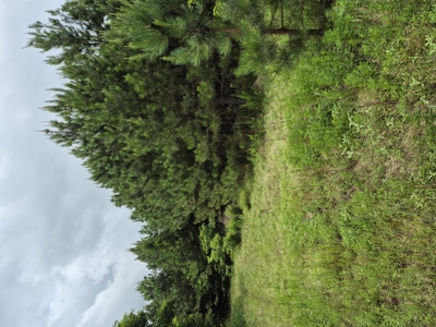 Recreational/Whitetail and hunting property with income producing - image 4