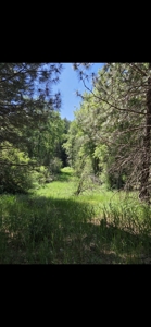 Land for Sale in Viola, Id. 7 miles from Moscow, Idaho - image 5