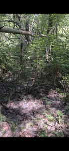 Land for Sale in Viola, Id. 7 miles from Moscow, Idaho - image 8