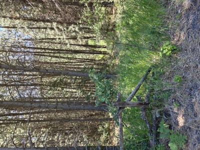 Land for Sale in Viola, Id. 7 miles from Moscow, Idaho - image 2