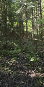 Land for Sale in Viola, Id. 7 miles from Moscow, Idaho - image 6