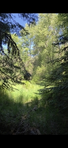 Land for Sale in Viola, Id. 7 miles from Moscow, Idaho - image 7