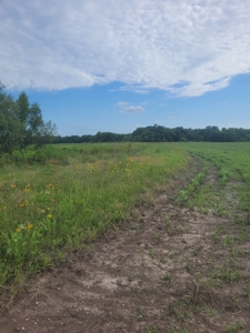 Farm, Recreational, or Pasture Land For Sale Deport TX, NE TX - image 9