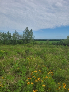 Farm, Recreational, or Pasture Land For Sale Deport TX, NE TX - image 5