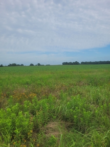 Farm, Recreational, or Pasture Land For Sale Deport TX, NE TX - image 13