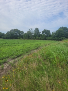 Farm, Recreational, or Pasture Land For Sale Deport TX, NE TX - image 16
