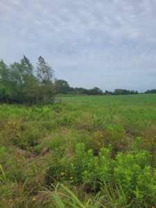 Farm, Recreational, or Pasture Land For Sale Deport TX, NE TX - image 14
