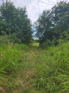 Farm, Recreational, or Pasture Land For Sale Deport TX, NE TX - image 21