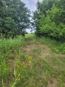 Farm, Recreational, or Pasture Land For Sale Deport TX, NE TX - image 23