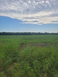 Farm, Recreational, or Pasture Land For Sale Deport TX, NE TX - image 2