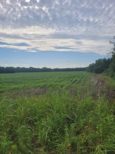 Farm, Recreational, or Pasture Land For Sale Deport TX, NE TX - image 1