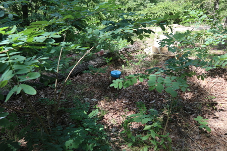 Country Home & Acreage For Sale Near Salem Arkansas - image 37
