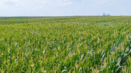 Premier Investment-Grade Row Crop Farm in Red River County TX - image 30