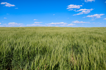 Golden Triangle Farm & Ranch | 2,278 Acres - image 13