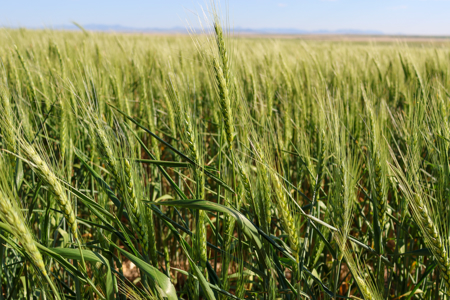 Golden Triangle Farm & Ranch | 2,278 Acres - image 32