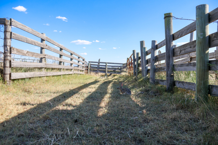 Golden Triangle Farm & Ranch | 2,278 Acres - image 17