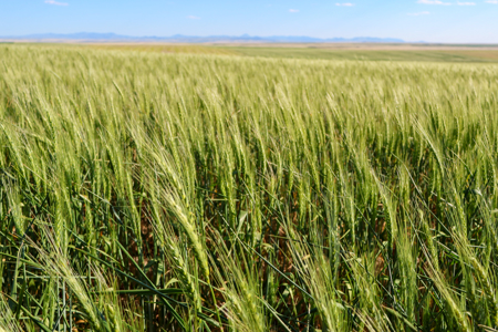 Golden Triangle Farm & Ranch | 2,278 Acres - image 44