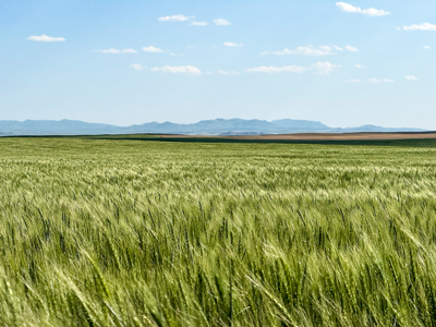 Golden Triangle Farm & Ranch | 2,278 Acres - image 1